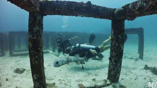가시복어와 함께 유영하는 다이버