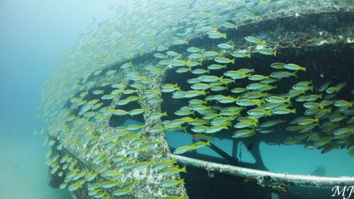 난파선을 덮은 옐로우 스내퍼
