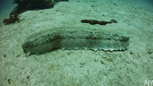 푸켓 대왕 해삼