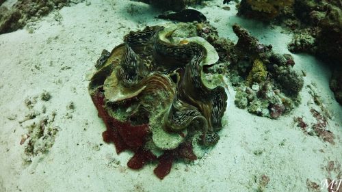 푸켓 대왕 조개