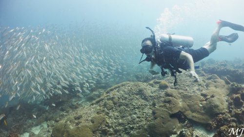 홈런 리프에서 투 스팟티드 스내퍼들과 유영