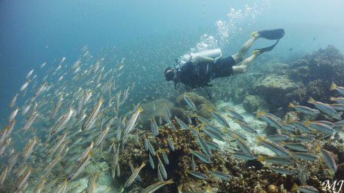 스내퍼떼들과 유영하는 다이버